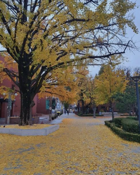 (종로구) 마로니에공원 1